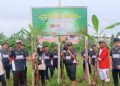 Kejari SBT Tanam Ratusan Pohon Cabai dan Pisang Jelang HUT RI dan Harla Kejaksaan