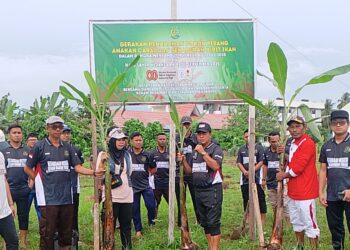 Kejari SBT Tanam Ratusan Pohon Cabai dan Pisang Jelang HUT RI dan Harla Kejaksaan